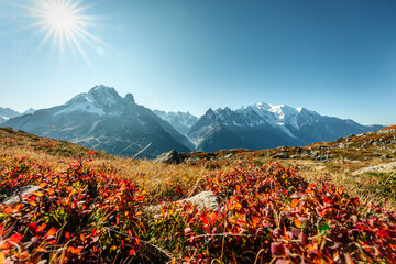 Mount Blanc massif with wildflower during trail on sunny day at Chamonix, France