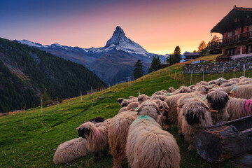 Rustic view of Sunset over Matterhorn mountain with flock of sheep on hill at Switzerland