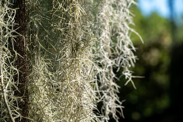Hanging moss captures sunlight in a lush forest setting, creating an enchanting view of natural beauty during the day