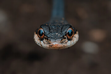 Obraz premium A close up of a snake's face with its eyes open