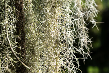 Spanish moss drapes elegantly from tree branches in a tranquil forest, creating a serene and enchanting atmosphere under soft sunlight