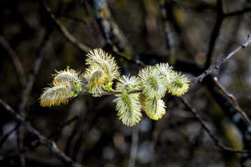 Obraz premium bourgeons d'un arbre 