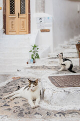 Two cute cats, white tabby with closed eyes and tuxedo black and white cat scratching itself on stone stairs in Fira, Santorini, Greece with white steps, beige door and a green plant in the background