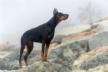 Portrait of a doberman pinscher dog outdoors.