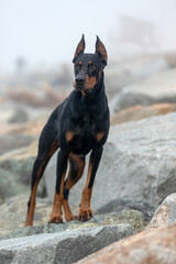 Portrait of a doberman pinscher dog outdoors.