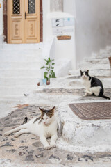 Two cute cats, white tabby with closed eyes and tuxedo black and white cat sitting on stone stairs in Fira, Santorini, Greece with white steps, beige door and a green plant in the background.