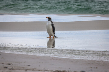 Gentoo penguin coming out of the sea at Yorke Bay, Falkland Islands, South Atlantic