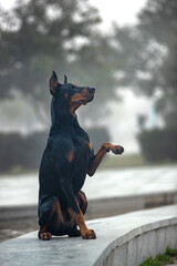 Portrait of a doberman pinscher dog outdoors.