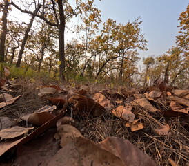 A beautiful forest landscape scene with rich and colorful leaves covering a footpath