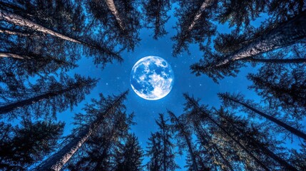 Naklejka premium Full moon night, forest, trees, starry sky, low angle, nature wallpaper