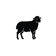 black and white sheep