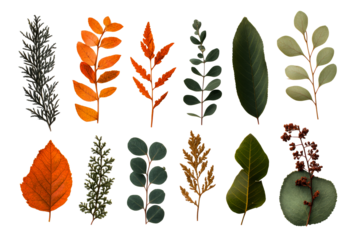 Collection of colorful leaves in autumn mood, cut out transparent