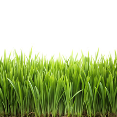 Fototapeta premium green grass isolated with transparent background