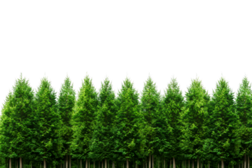 Row of lush green fir trees against black background, cut out transparent