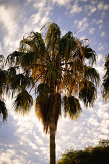 palm trees against the sky during sunset