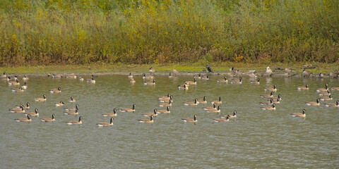 Flock of canada geese swimming in a pond in the flemish countryside. - branta canadiensis