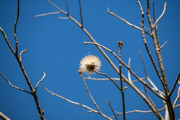 Obraz premium Fluffy seed ball attached to a bare tree branch against a clear blue sky during early springtime