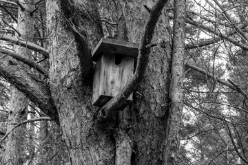 Fototapeta premium Rustic Wooden Birdhouse on a Tree in Black and White