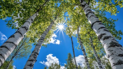 Fototapeta premium Sunburst through birch trees, forest, summer sky, nature, background, wallpaper