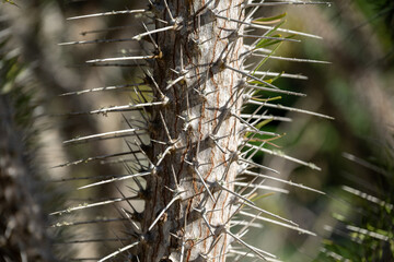 Spiny tree trunk with sharp thorns highlighted in natural sunlight in a lush forest setting