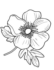 Elegant Anemone Flower Coloring Page – Printable Floral Design