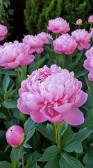Obraz premium Bright pink flowers blooming with soft light tone