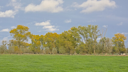 Meadow and colorful willow and poplar trees in Oude Kalevallei nature reserve, Vinderhoute,...