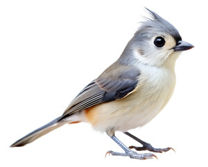 Obraz premium blue tit isolated on white background