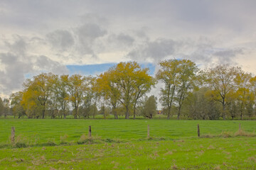 Meadow and colorful willow and poplar trees in Oude Kalevallei nature reserve, Vinderhoute, Flanders, Belgium 