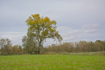 Meadow and colorful willow and poplar trees in Oude Kalevallei nature reserve, Vinderhoute,...