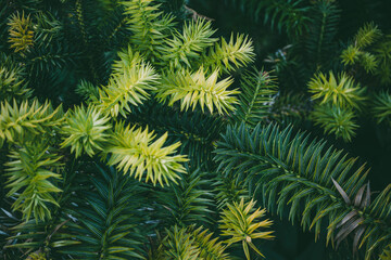 Dense evergreen foliage with vibrant green spiky needles forming a textured natural background.
