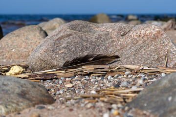 Feather Resting on a Rocky Beach with Driftwood and Pebbles