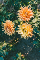 Obraz premium Three large orange and yellow dahlia flowers in full bloom with lush green leaves in a sunlit garden. 