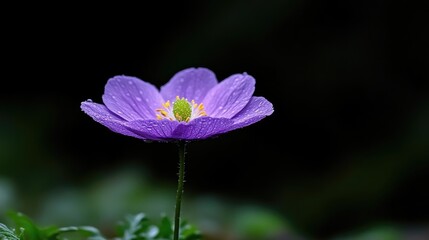 Fototapeta premium Delicate purple flower with water droplets