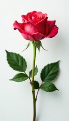 Obraz premium Single rose on white background with macro lens effect, bloom, rose, flowers