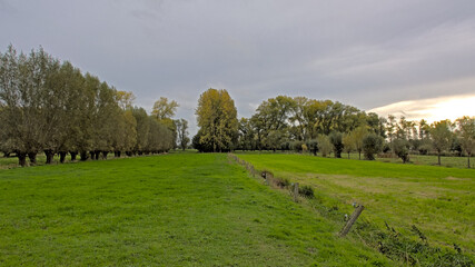  Meadow with rows of willow trees in Oude Kalevallei nature reserve, Vinderhoute, Flanders, Belgium 