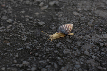 a tiny white snail on the road
