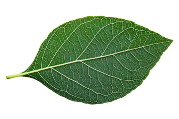 Veined green leaf botanical specimen, flora closeup, vibrant pattern, cut out transparent