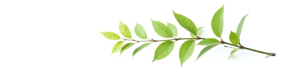Obraz premium Single isolated branch with leaves on white background, simplicity, isolated branches, foliage