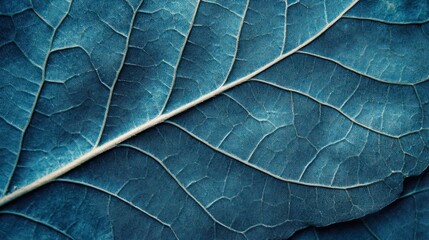 Teal leaf vein texture closeup;  nature background; botanical design