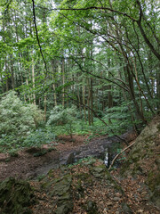 Small stream flowing through lush forest near castle mnisek pod brdy