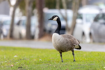 Canadian Goose in Fremont Canal Park along Burke Gilman Trail