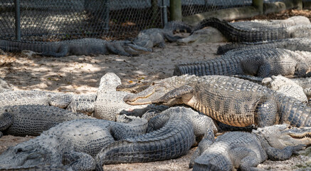 Crocodiles basking under the sun at a wildlife park during the afternoon in a natural habitat setting