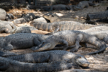 Multiple alligators resting in a sunlit enclosure in a wildlife park during daylight hours showcasing their unique textures and colors