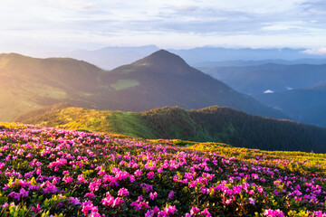 Fototapeta premium Golden sunrise over the mountains, casting warm light on pink rhododendrons covering the lush green slopes, with misty peaks in the distance. Landscape photography