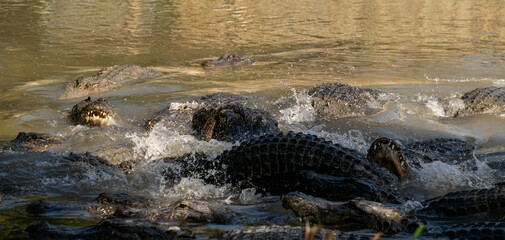 Crocodiles basking and splashing in a serene river environment during late afternoon, showcasing...