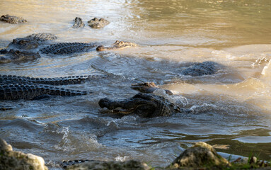 Crocodiles basking and swimming in muddy waters during the golden hour at a riverbank