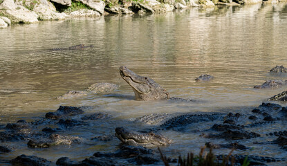 Large alligator emerges in calm waters surrounded by smaller crocodiles in a serene natural habitat at midday