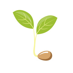 Seed sprouting into a plant with green leaves on a white background.