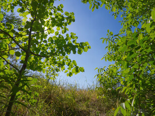 Summer landscape. Green trees and meadow on blue sky background. Sunny beams throw green foliage. Forest layout. Forest on turquoise background. Green aesthetic. Green landscape. Nature background.
